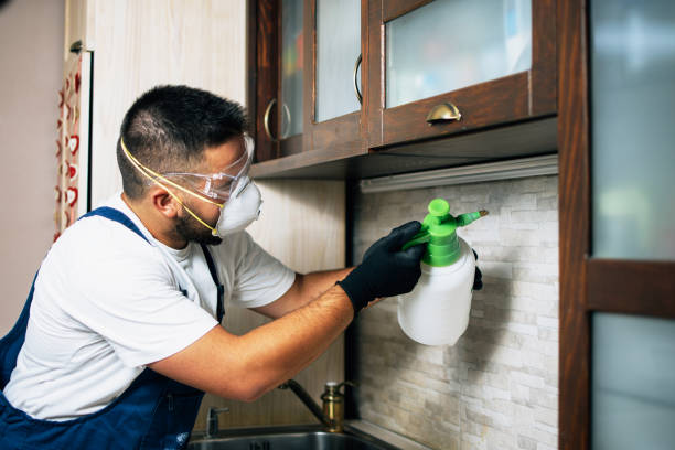 Best Termite Control Services  in Northwood, IA